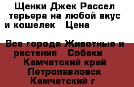 Щенки Джек Рассел терьера на любой вкус и кошелек › Цена ­ 13 000 - Все города Животные и растения » Собаки   . Камчатский край,Петропавловск-Камчатский г.